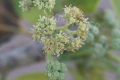 Gyrocarpus americanus